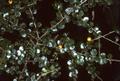 Pittosporum multiflorum